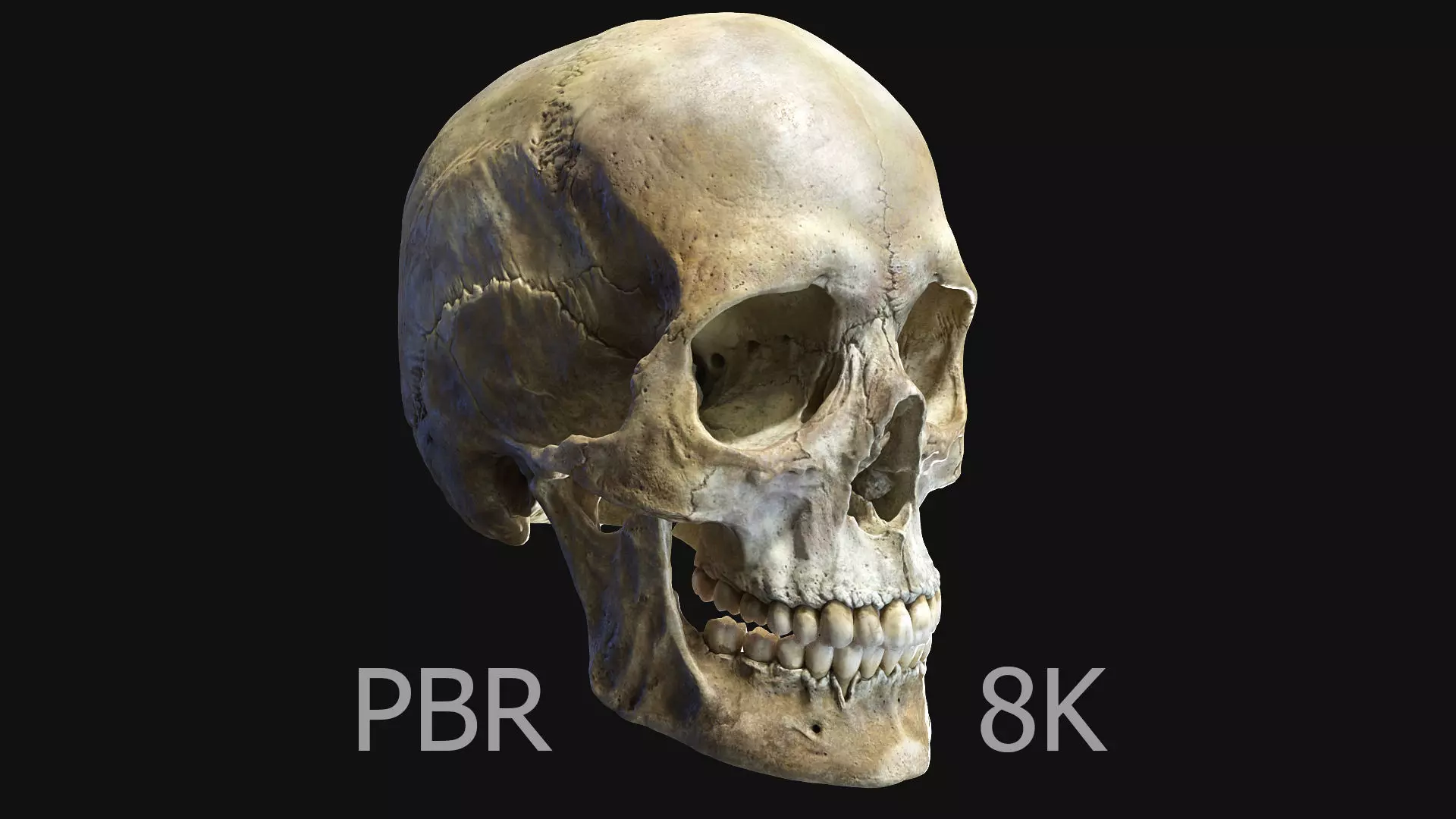 Human female skull- model for rendering- PBR 8K 3D model_0