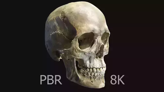 Human female skull- model for rendering- PBR 8K 3D model