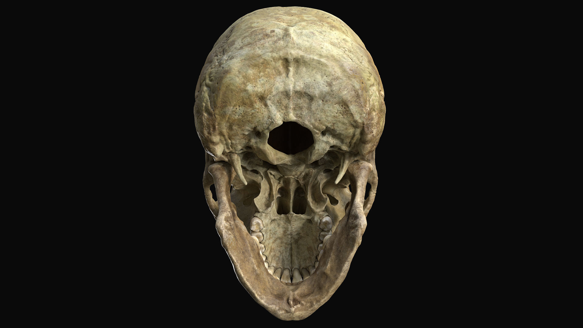 Human female skull- model for rendering- PBR 8K 3D model_22