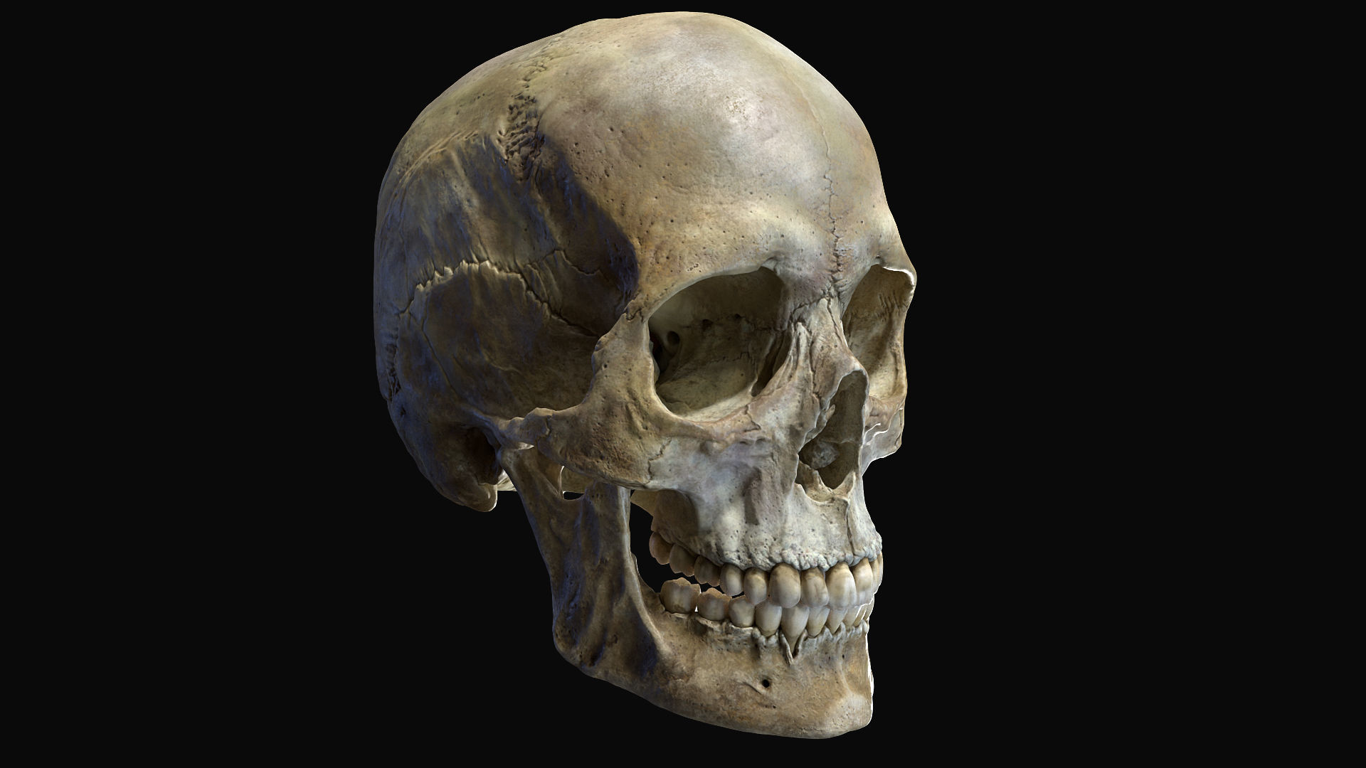 Human female skull- model for rendering- PBR 8K 3D model_1