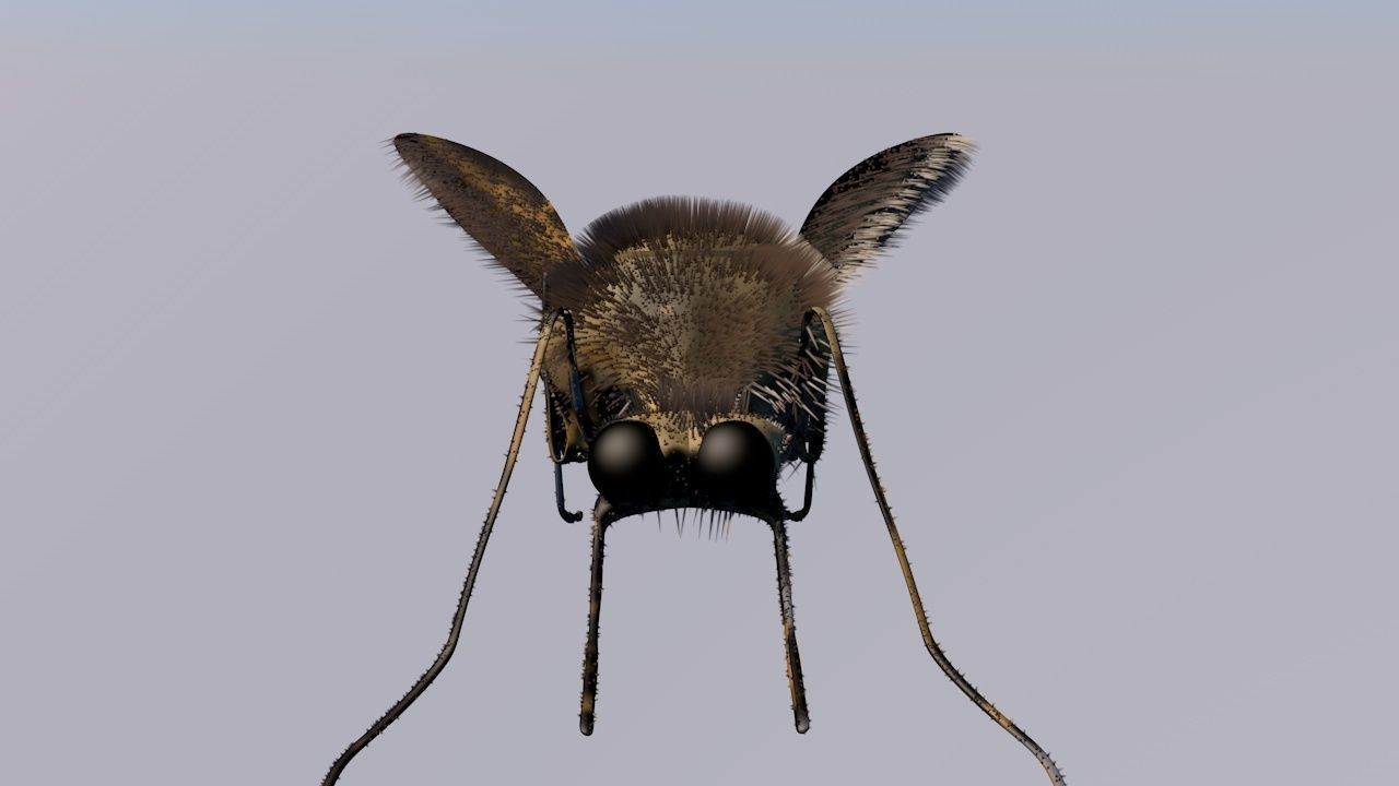 Mosquito Cinema4D Model 3D model_1