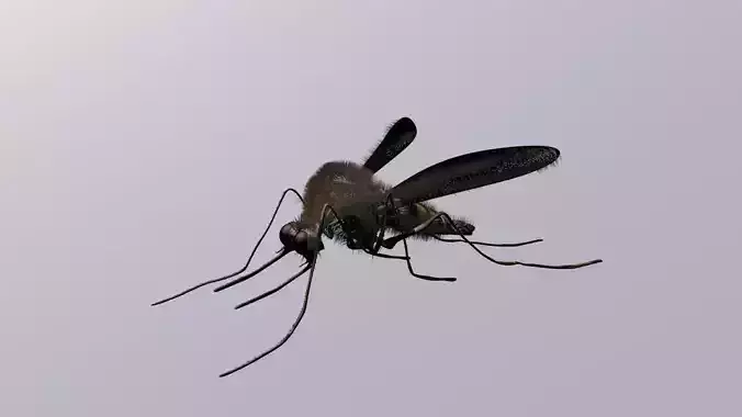 Mosquito Cinema4D Model