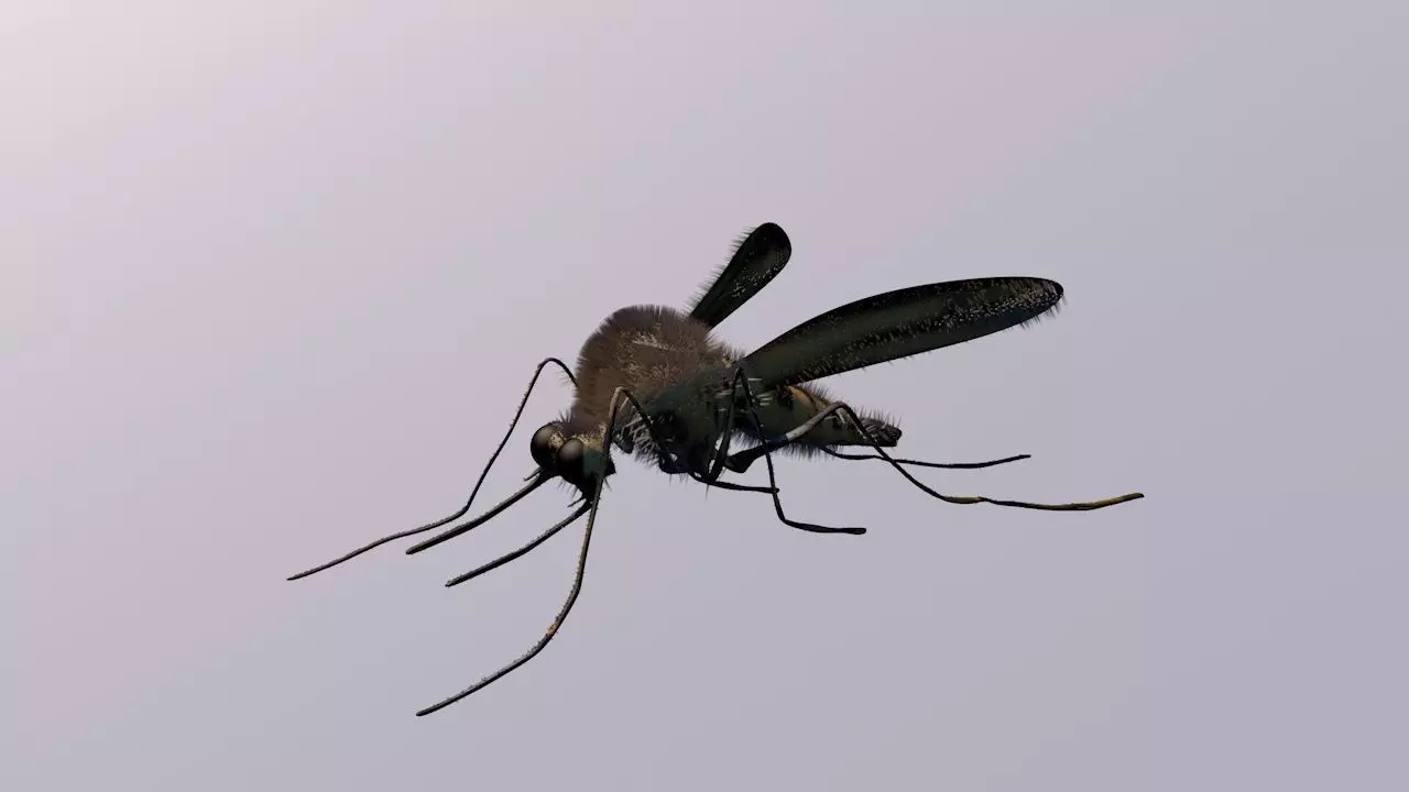 Mosquito Cinema4D Model 3D model_0