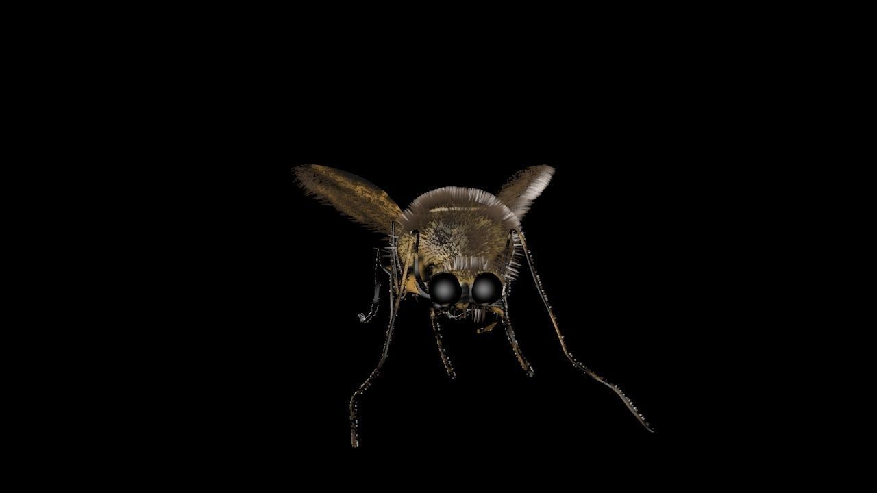 Mosquito Cinema4D Model 3D model_4