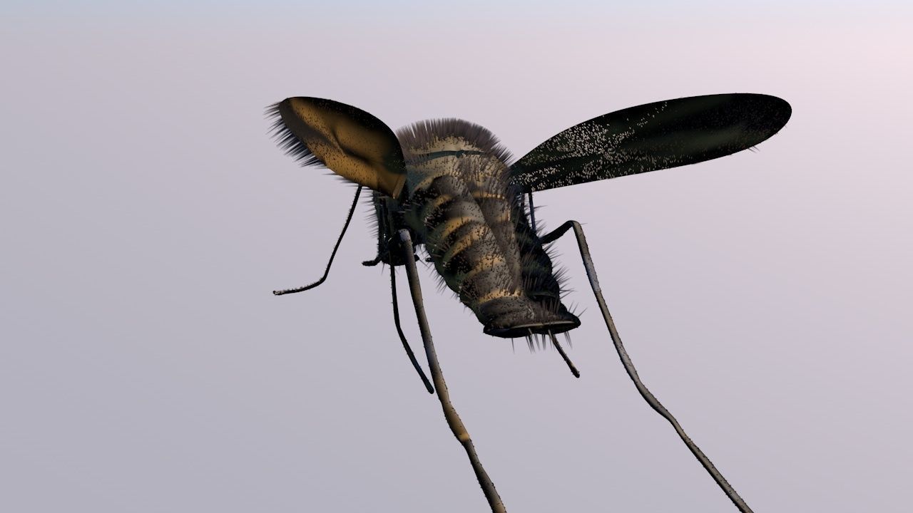 Mosquito Cinema4D Model 3D model_2