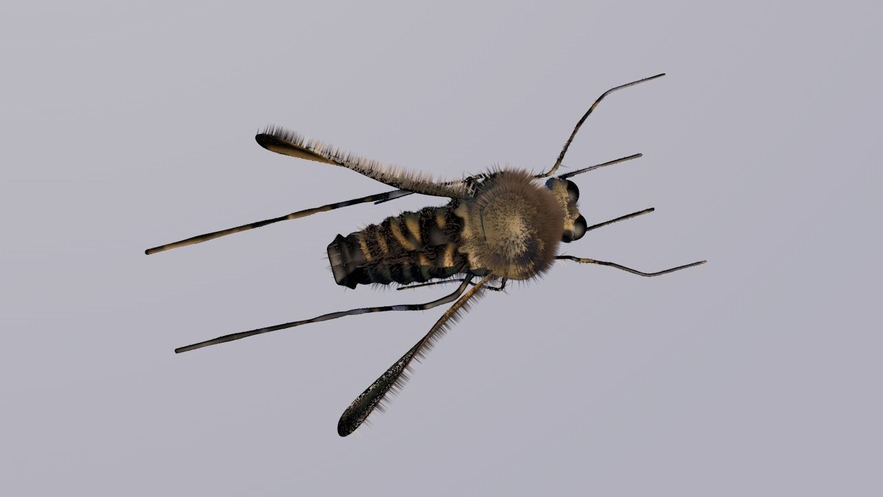 Mosquito Cinema4D Model 3D model_3