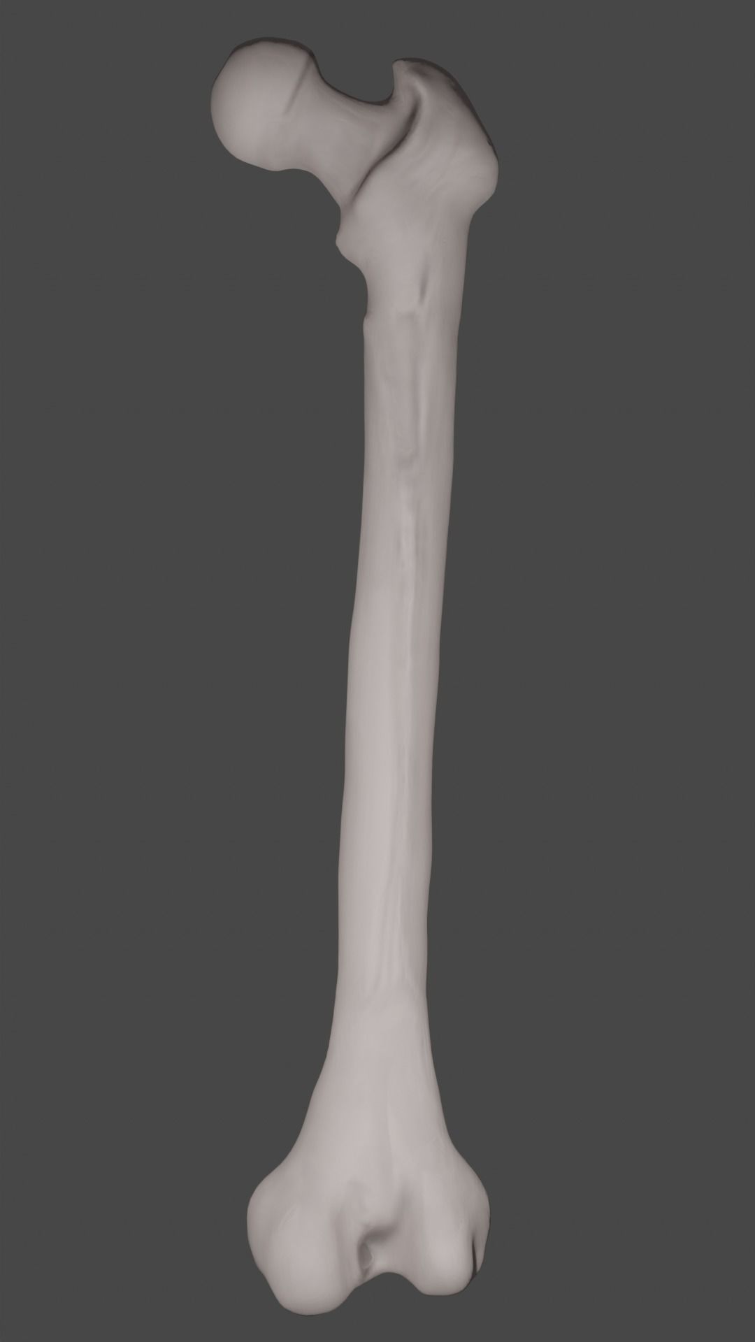 Femur bone closed and sliced 3D model_8