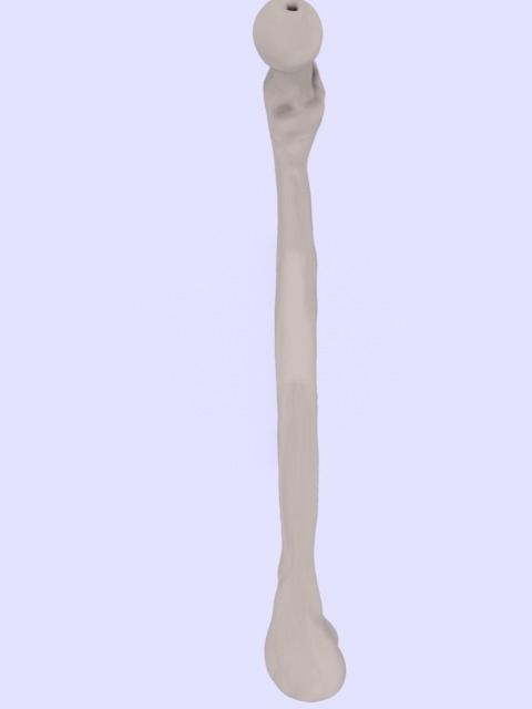 Femur bone closed and sliced 3D model_4