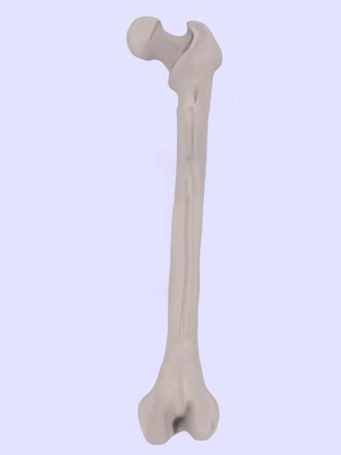 Femur bone closed and sliced 3D model_3
