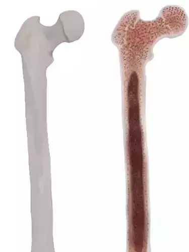 Femur bone closed and sliced 3D model