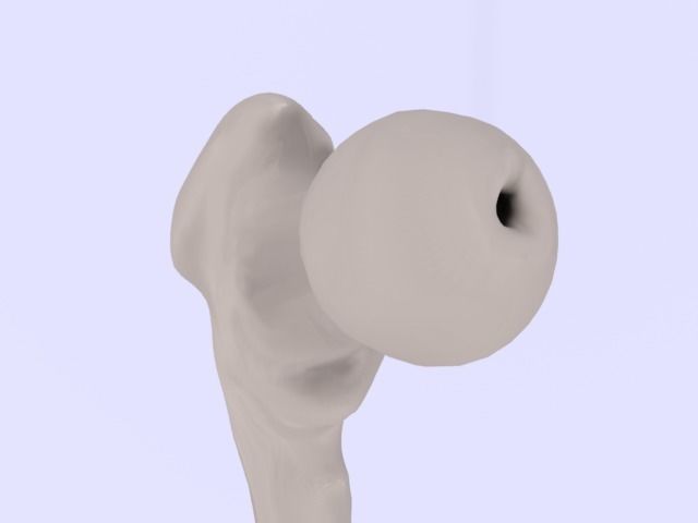 Femur bone closed and sliced 3D model_5