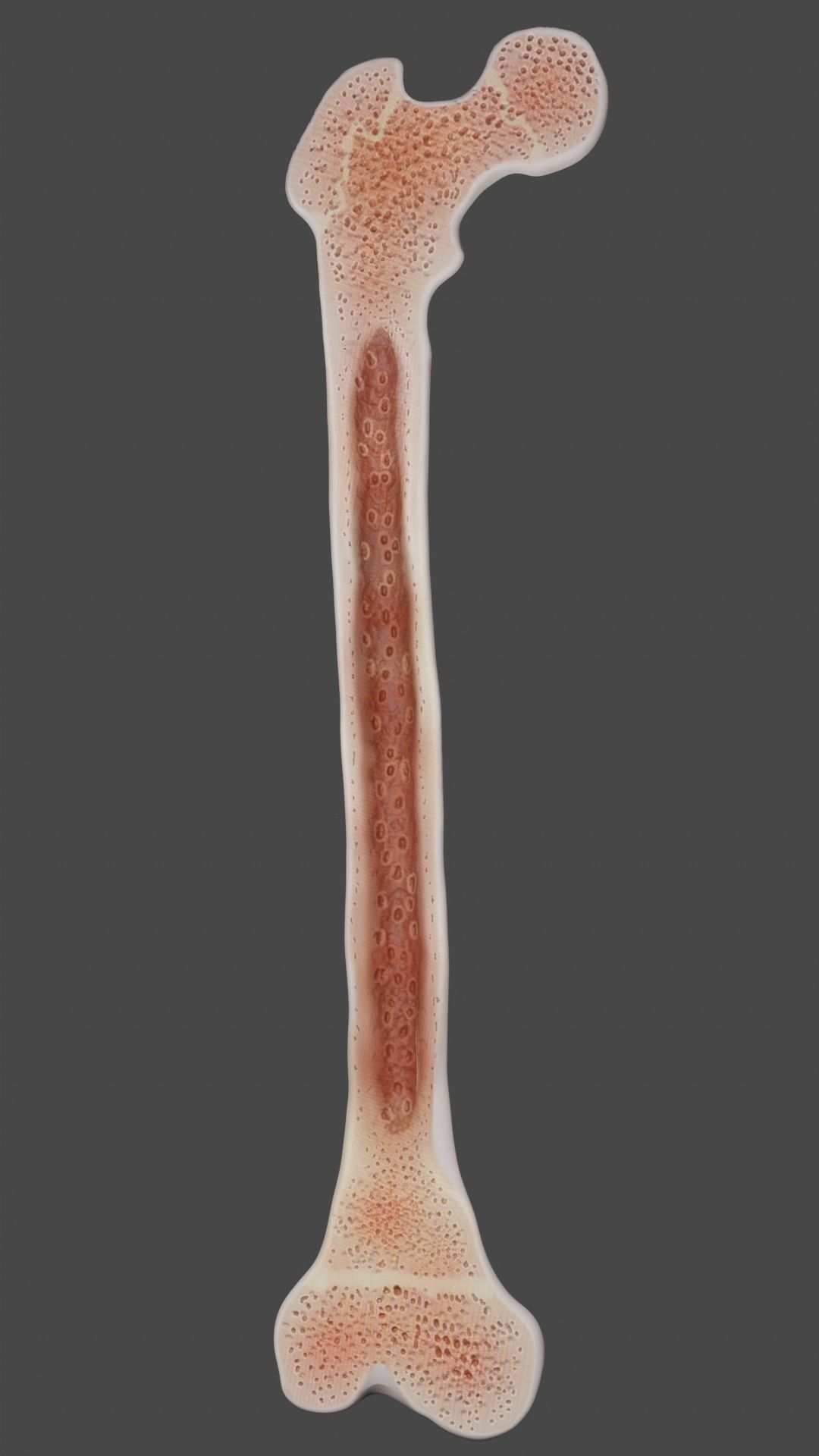 Femur bone closed and sliced 3D model_19