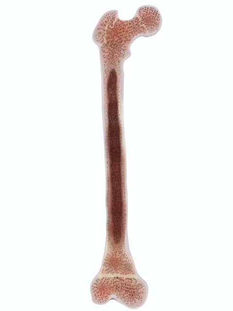 Femur bone closed and sliced 3D model_15