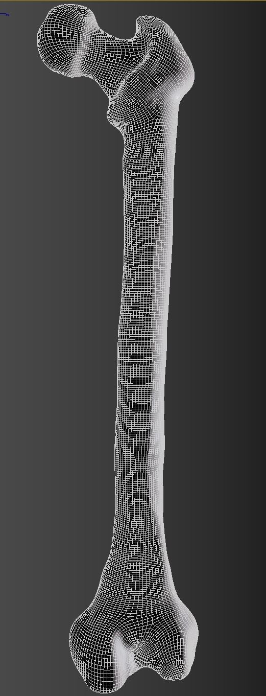 Femur bone closed and sliced 3D model_25
