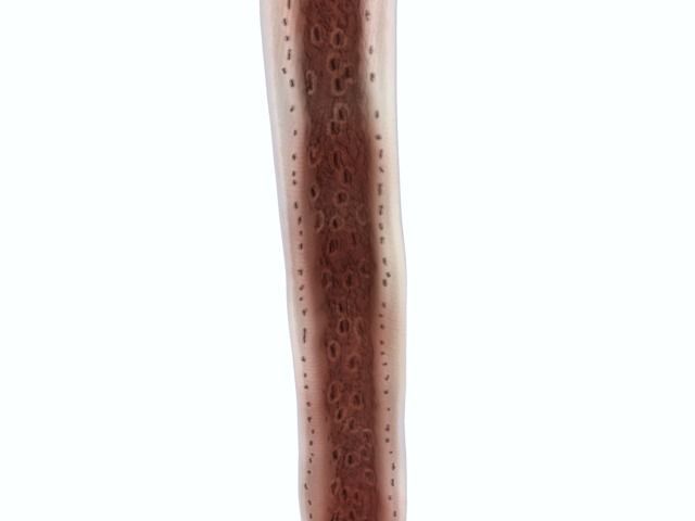 Femur bone closed and sliced 3D model_22