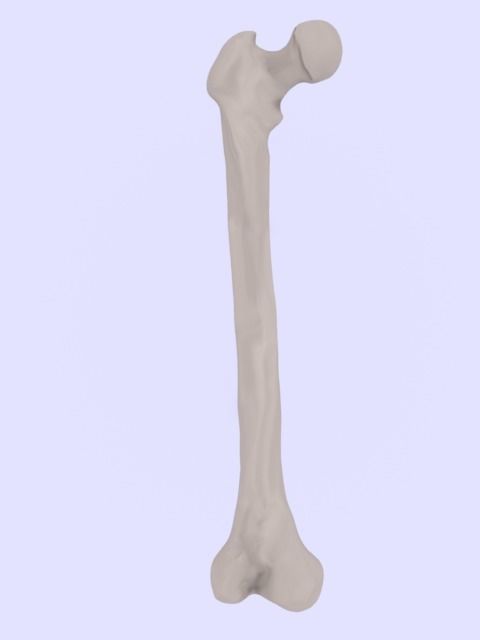 Femur bone closed and sliced 3D model_1