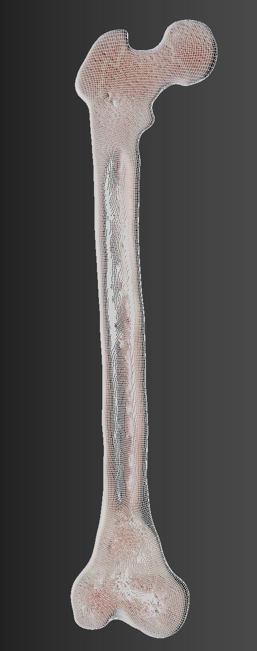 Femur bone closed and sliced 3D model_24