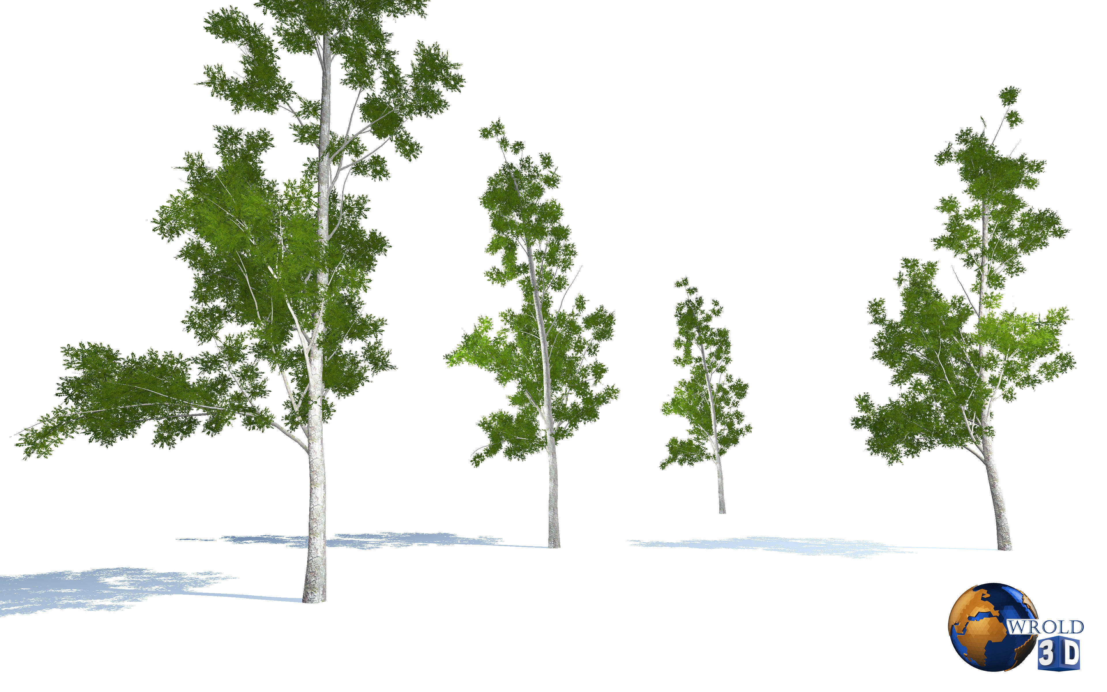 Tree willow salix realistic 3d model Low-poly 3D model_4