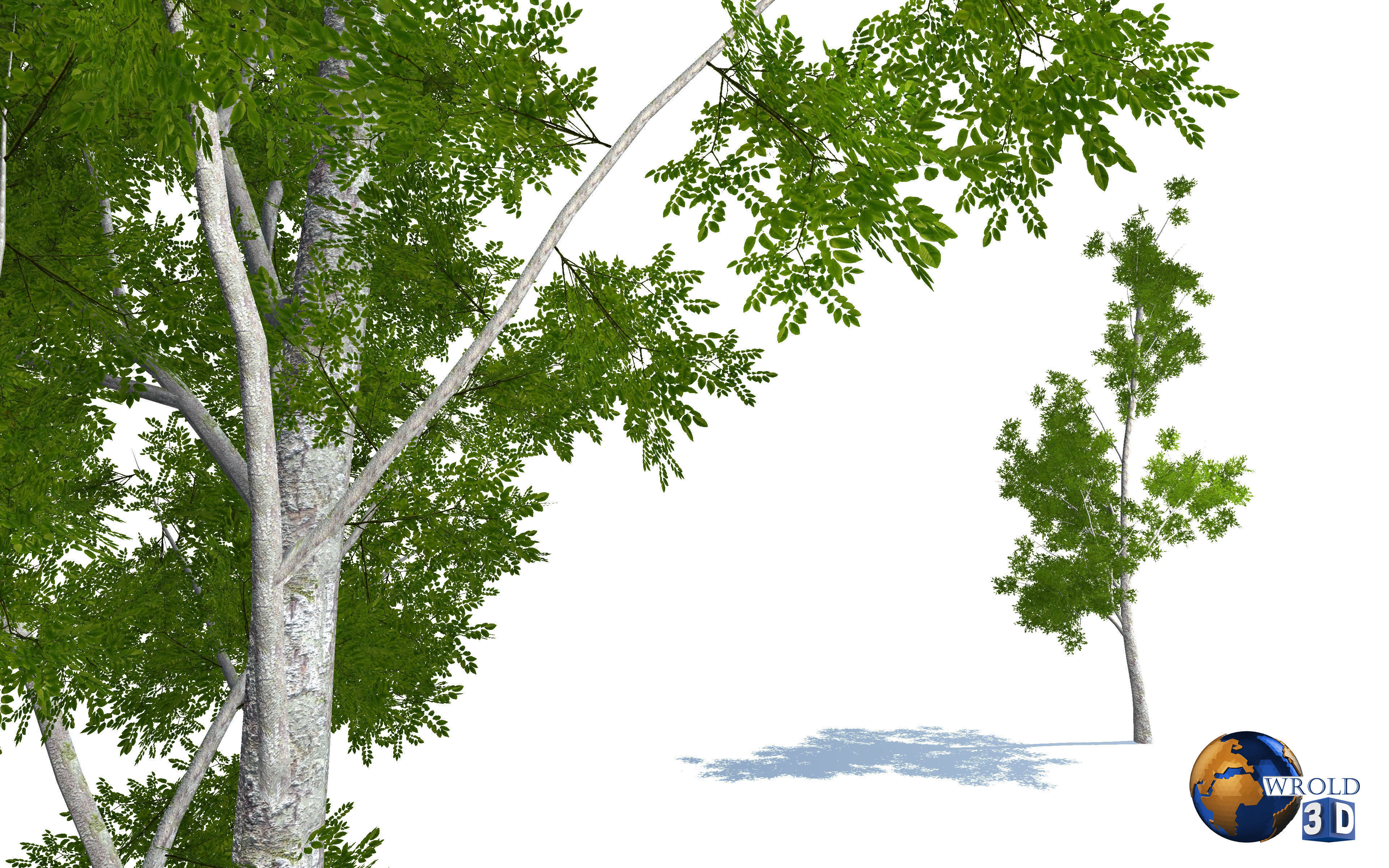 Tree willow salix realistic 3d model Low-poly 3D model_1