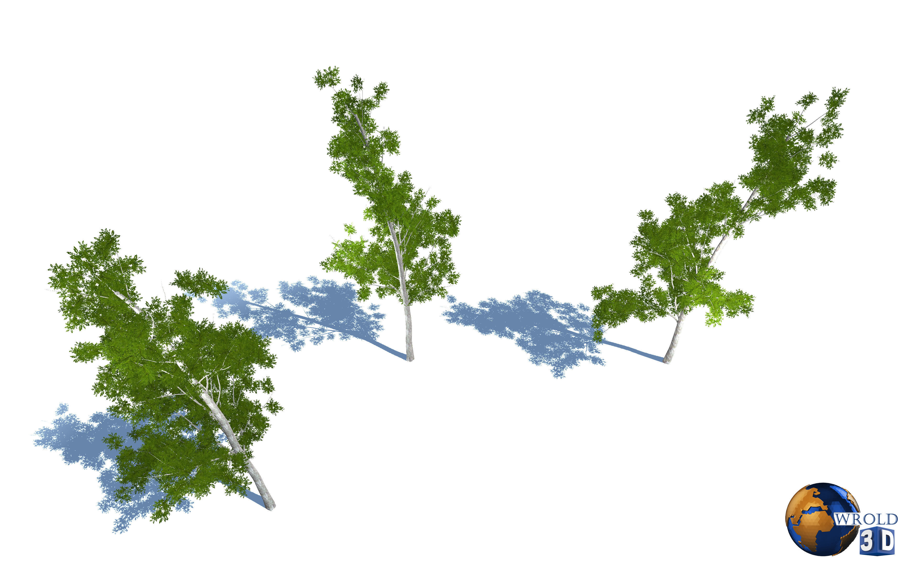 Tree willow salix realistic 3d model Low-poly 3D model_3