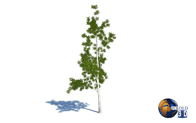 Tree willow salix realistic 3d model Low-poly 3D model