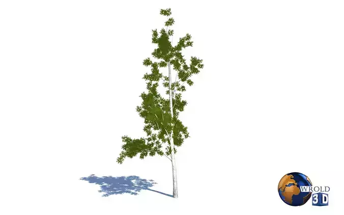 Tree willow salix realistic 3d model