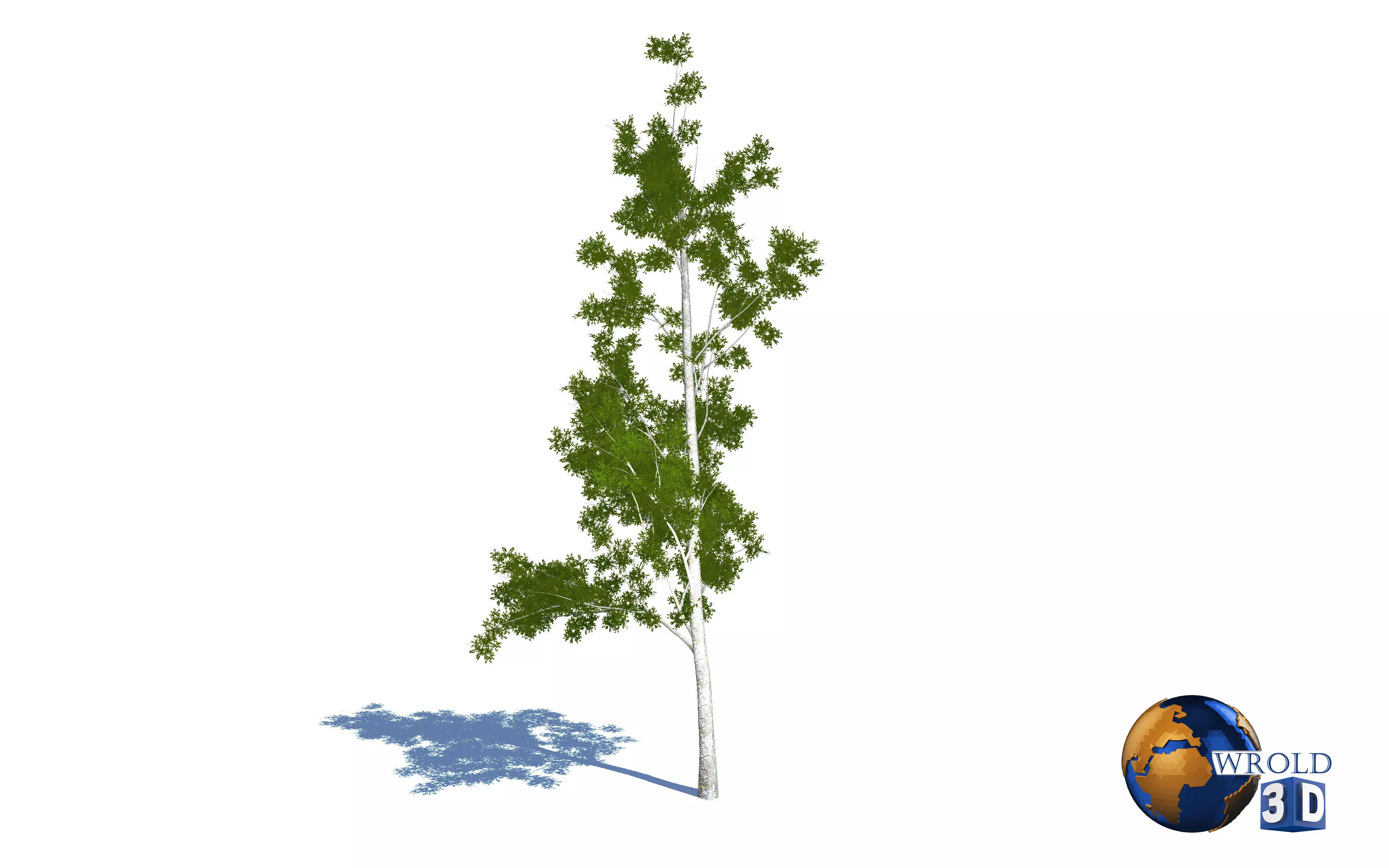 Tree willow salix realistic 3d model Low-poly 3D model_0