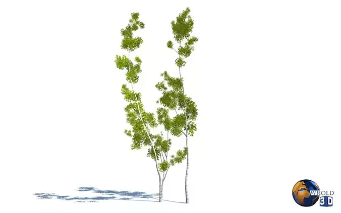 Tree Elm type realistic forest 3d model
