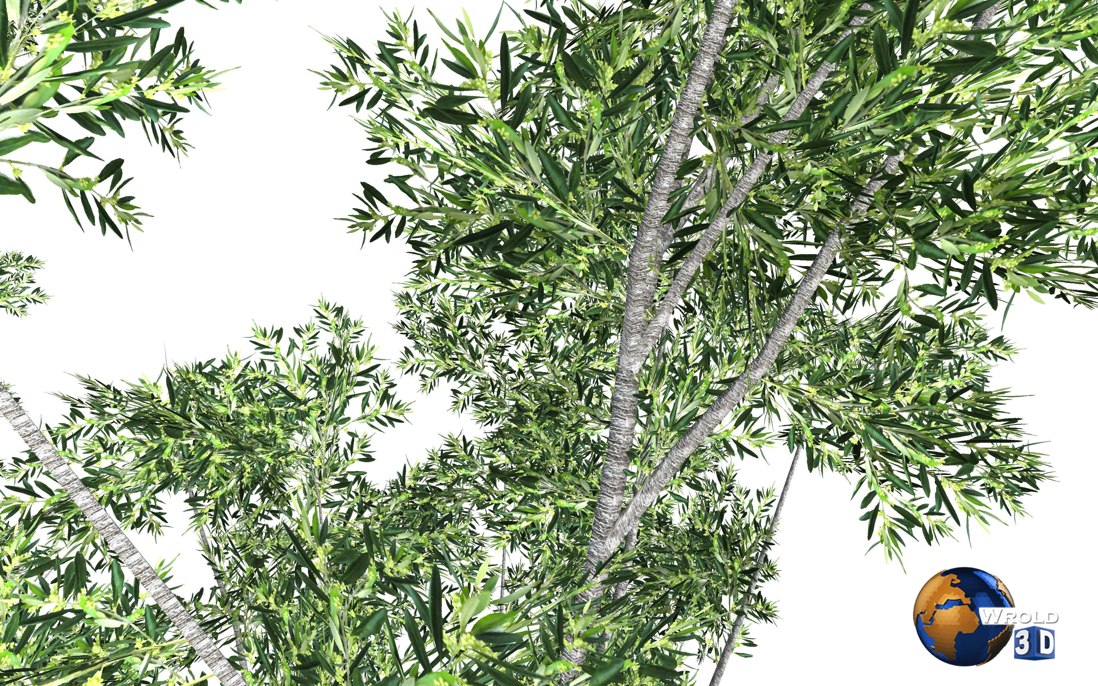 Forest Nature Tree Salix Type Realistic 3d Model Low-poly 3D model_2