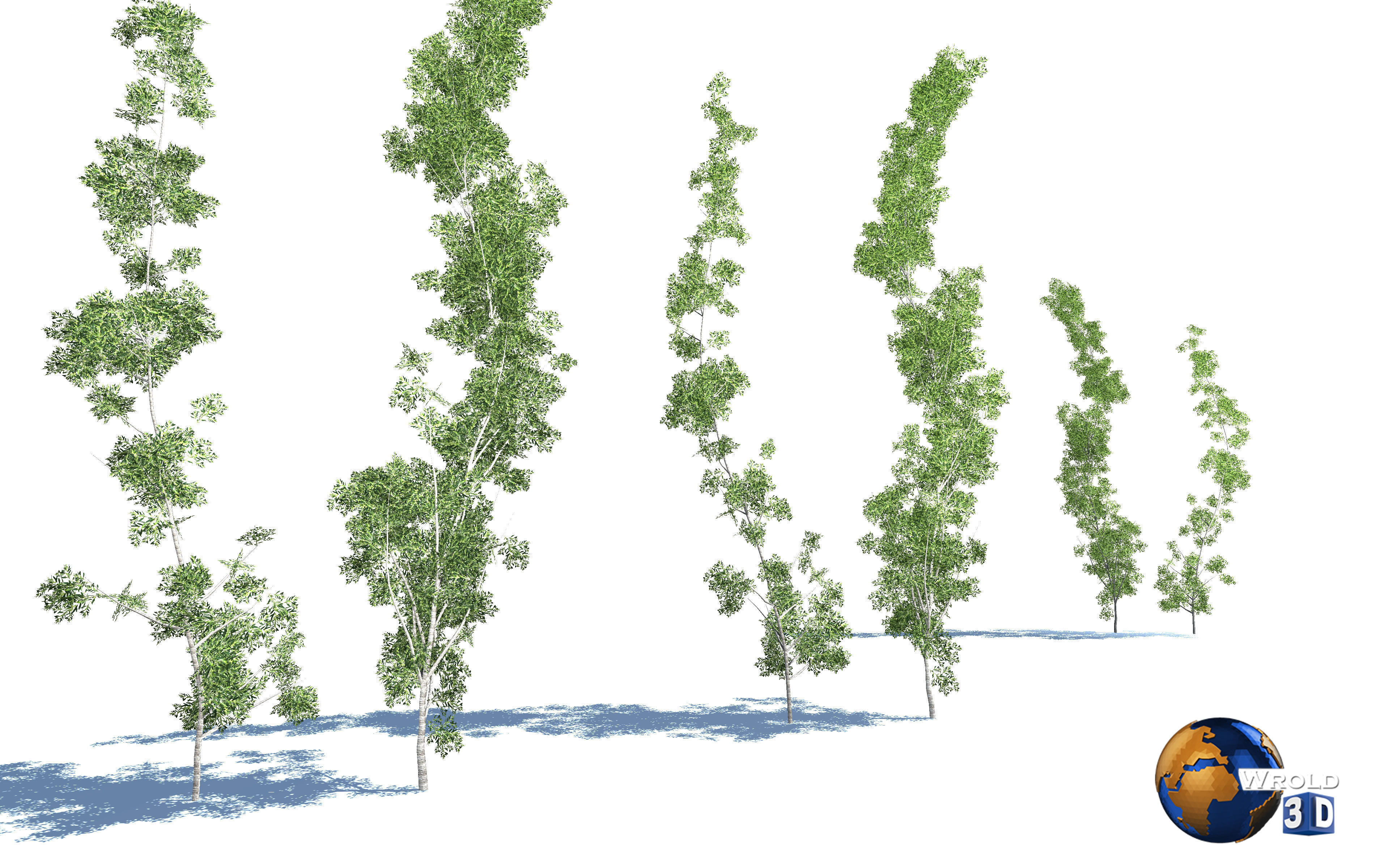 Forest Nature Tree Salix Type Realistic 3d Model Low-poly 3D model_4