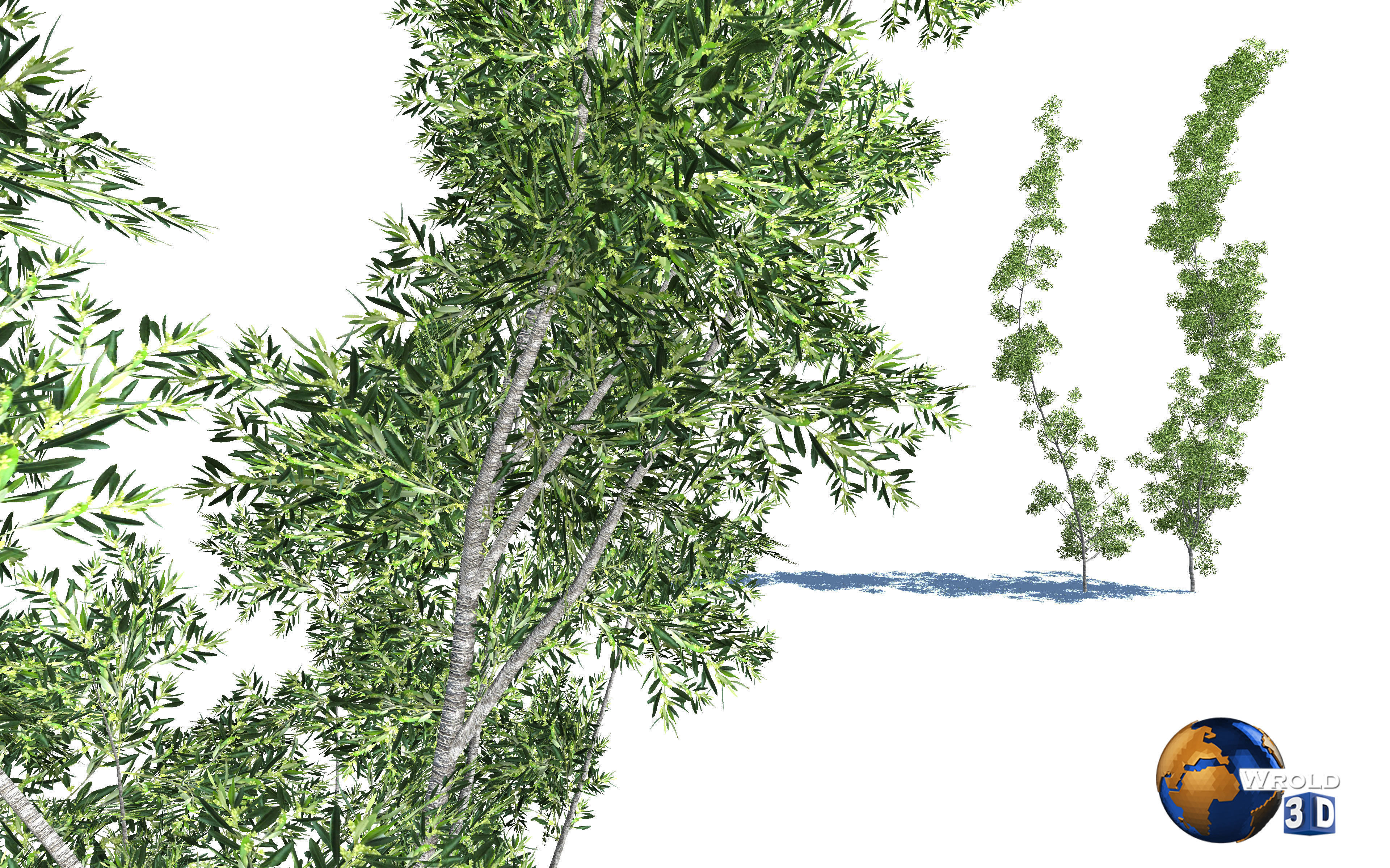 Forest Nature Tree Salix Type Realistic 3d Model Low-poly 3D model_1