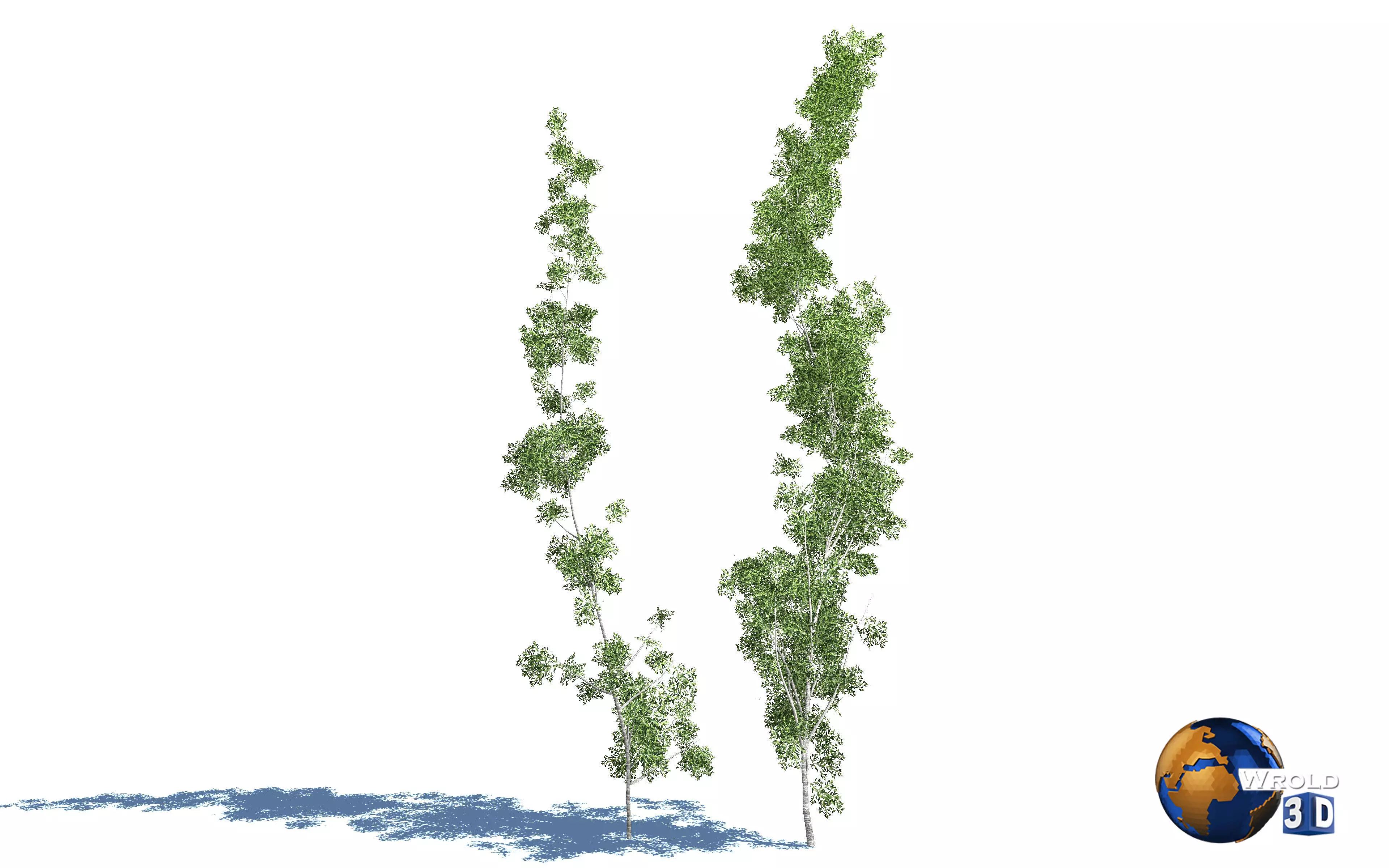 Forest Nature Tree Salix Type Realistic 3d Model Low-poly 3D model_0