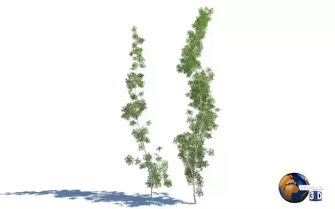 Forest Nature Tree Salix Type Realistic 3d Model