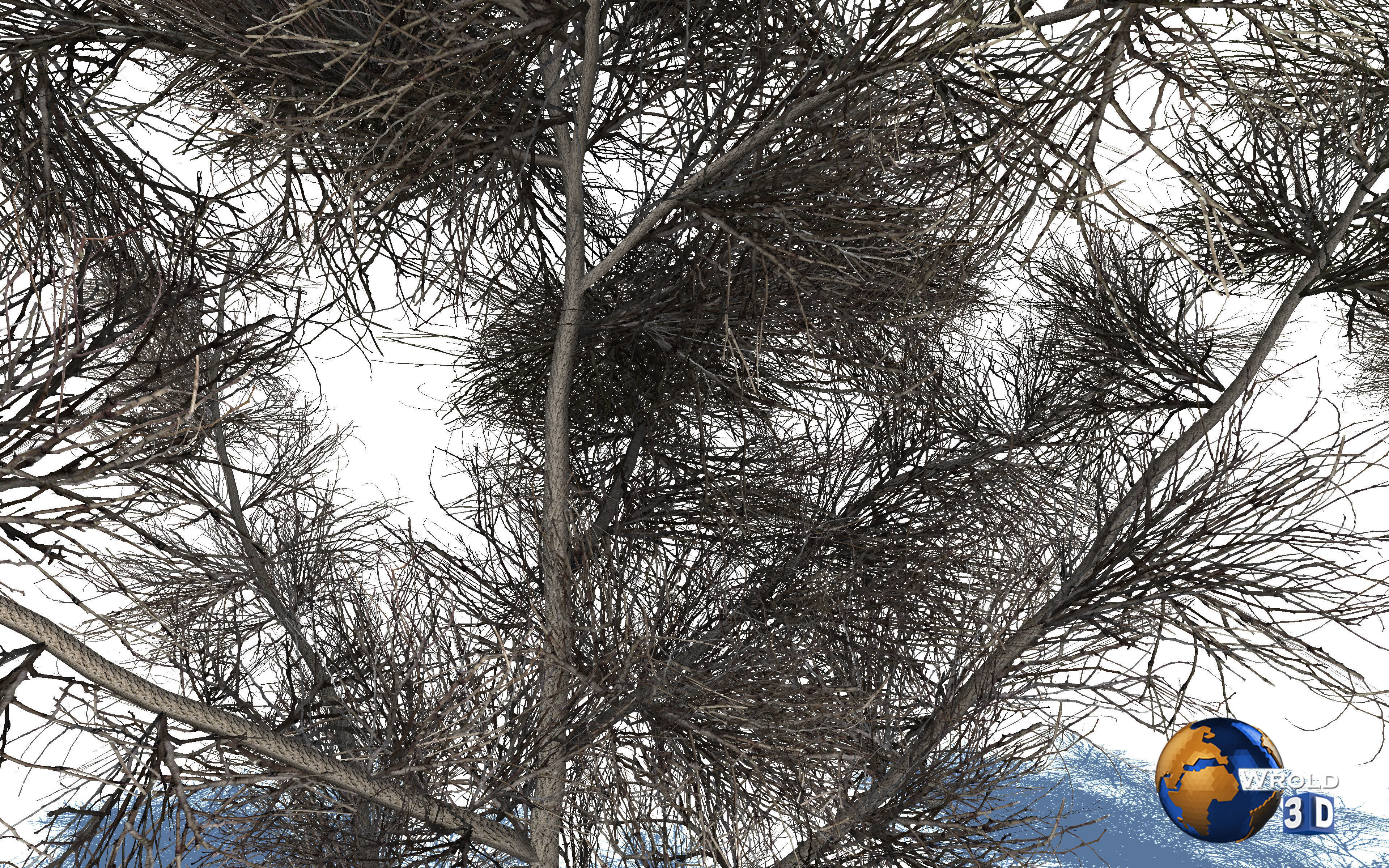 Realistic Dead Tree 3d model Low-poly 3D model_3
