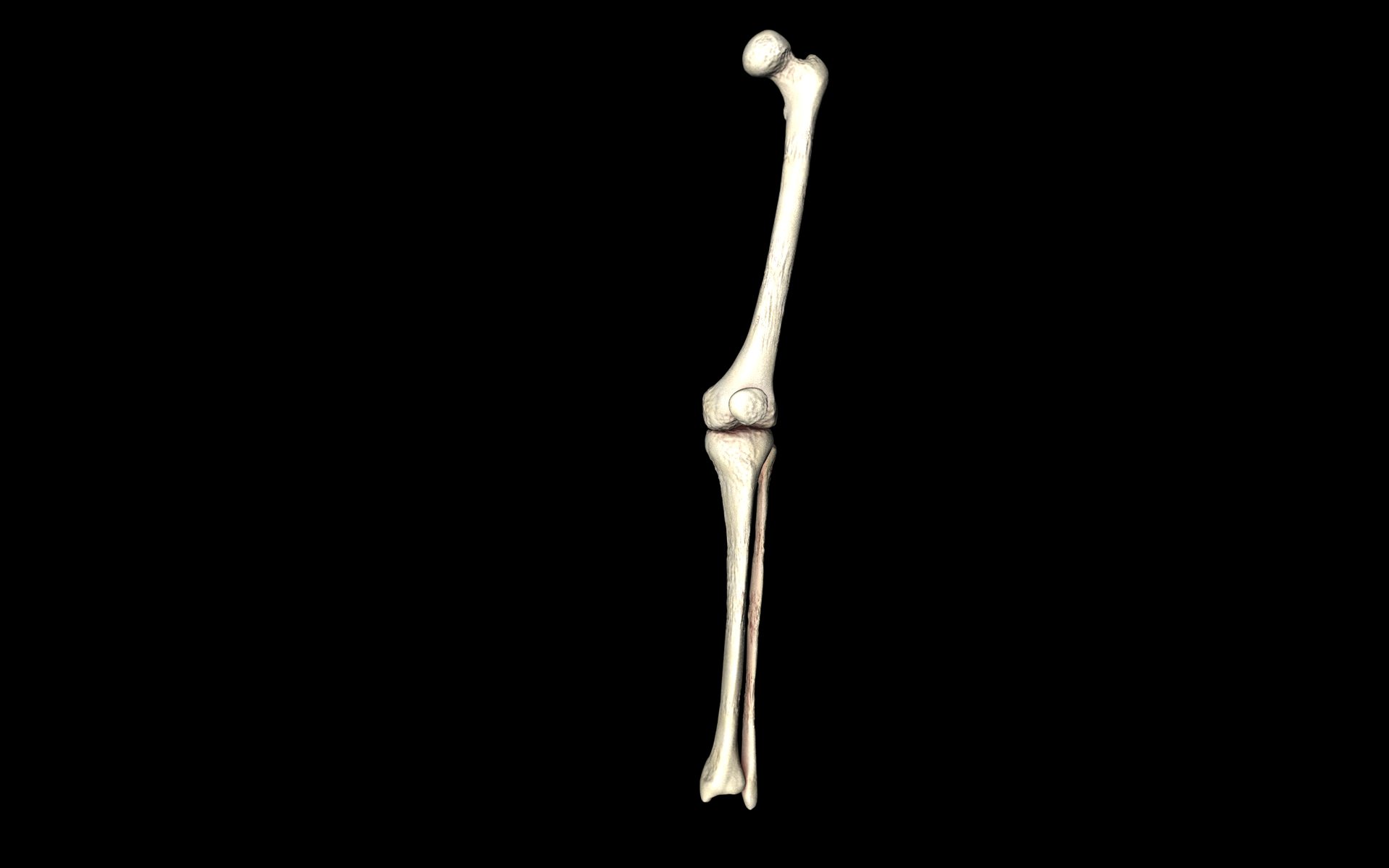 Knee Joint - Femur tibia fibula 3d Models 3D model_12