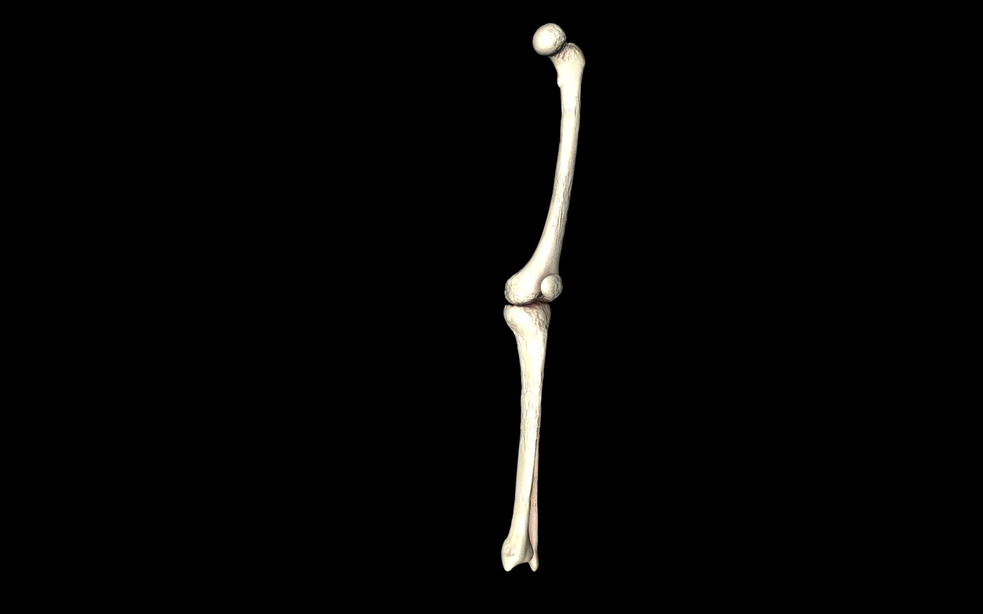 Knee Joint - Femur tibia fibula 3d Models 3D model_18