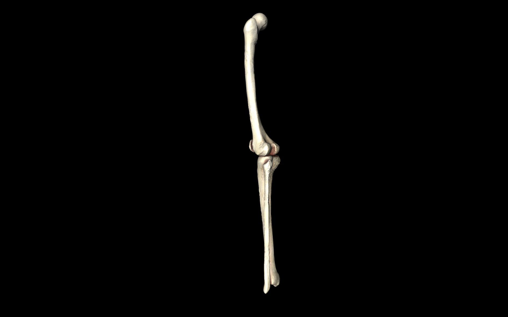 Knee Joint - Femur tibia fibula 3d Models 3D model_54