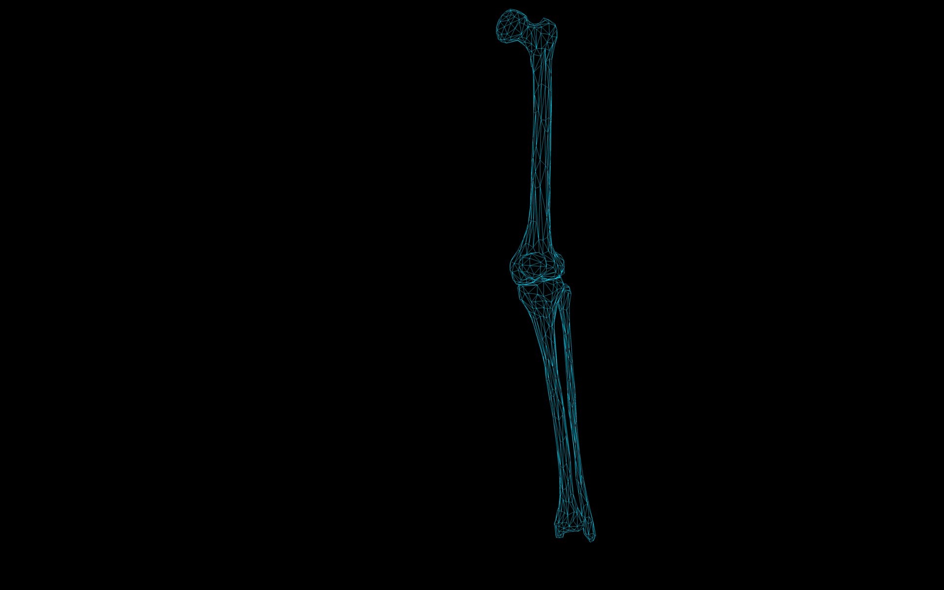 Knee Joint - Femur tibia fibula 3d Models 3D model_71