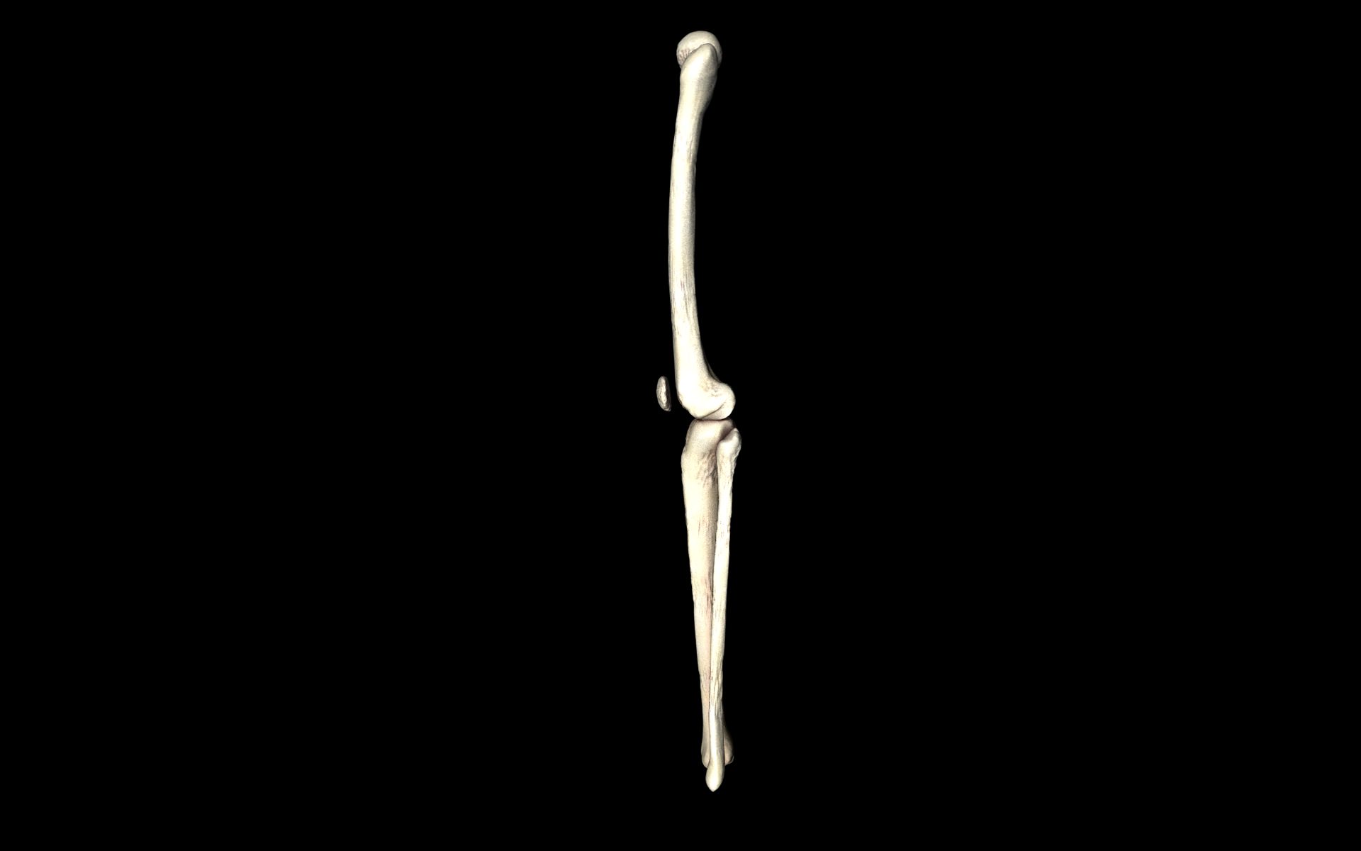 Knee Joint - Femur tibia fibula 3d Models 3D model_61