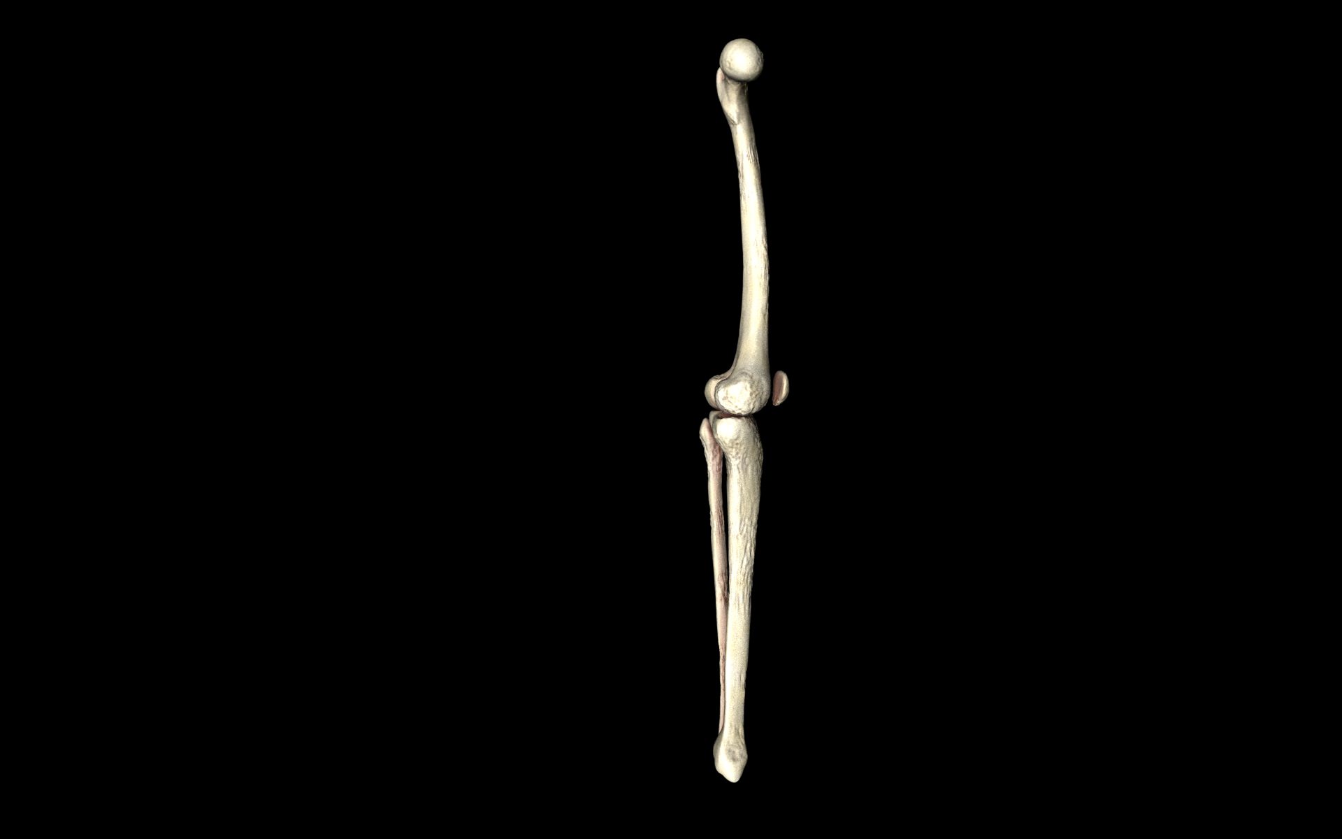 Knee Joint - Femur tibia fibula 3d Models 3D model_32