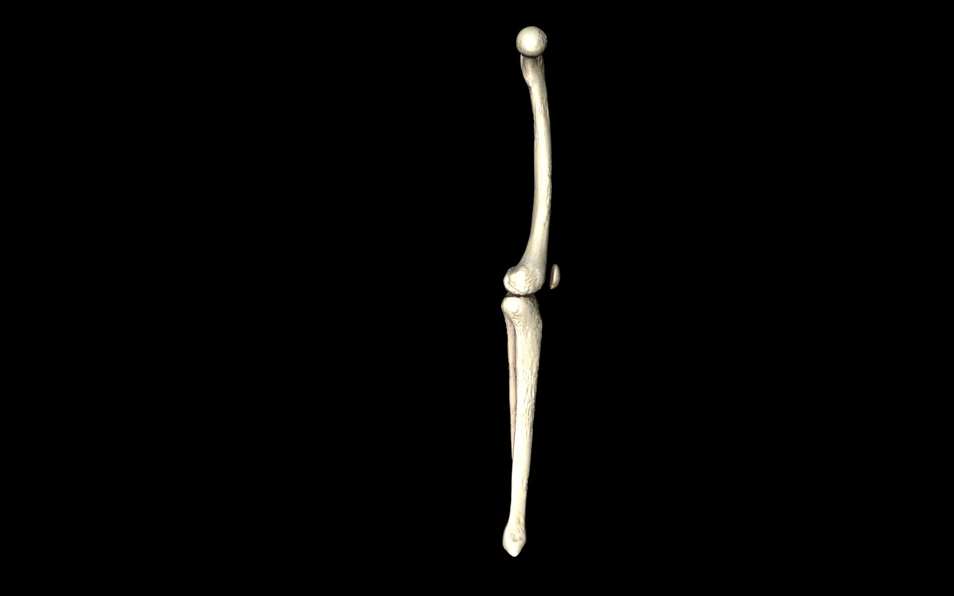 Knee Joint - Femur tibia fibula 3d Models 3D model_28