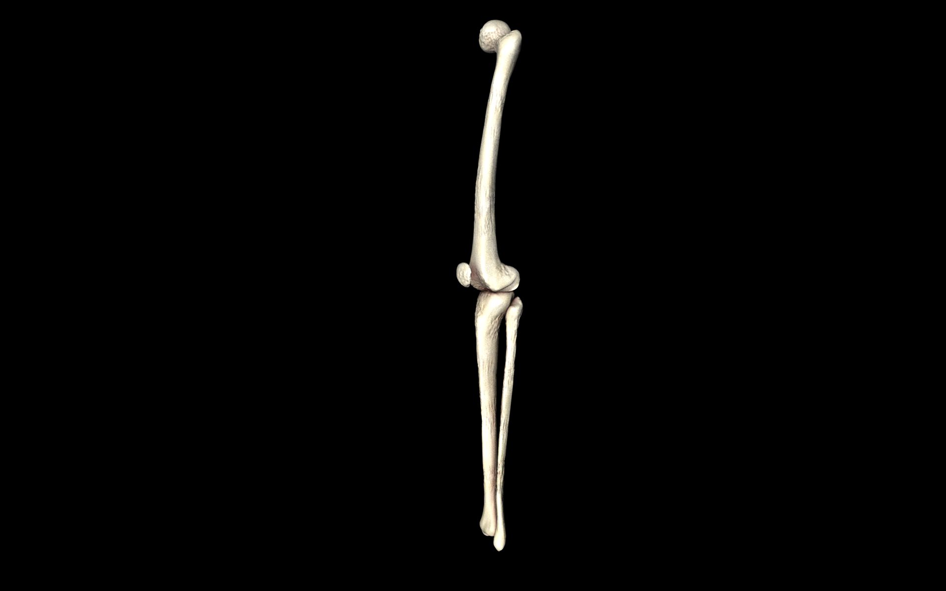 Knee Joint - Femur tibia fibula 3d Models 3D model_67