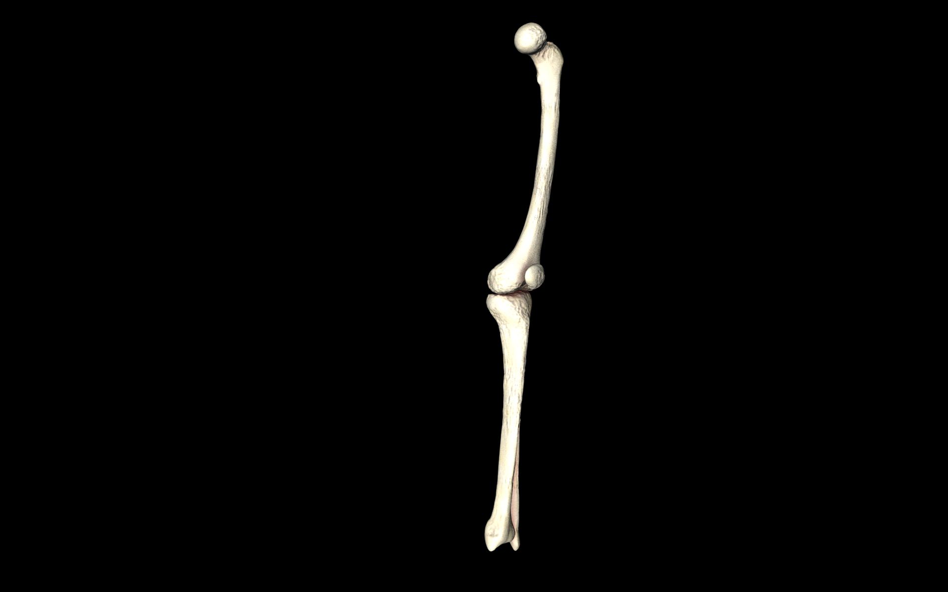 Knee Joint - Femur tibia fibula 3d Models 3D model_19