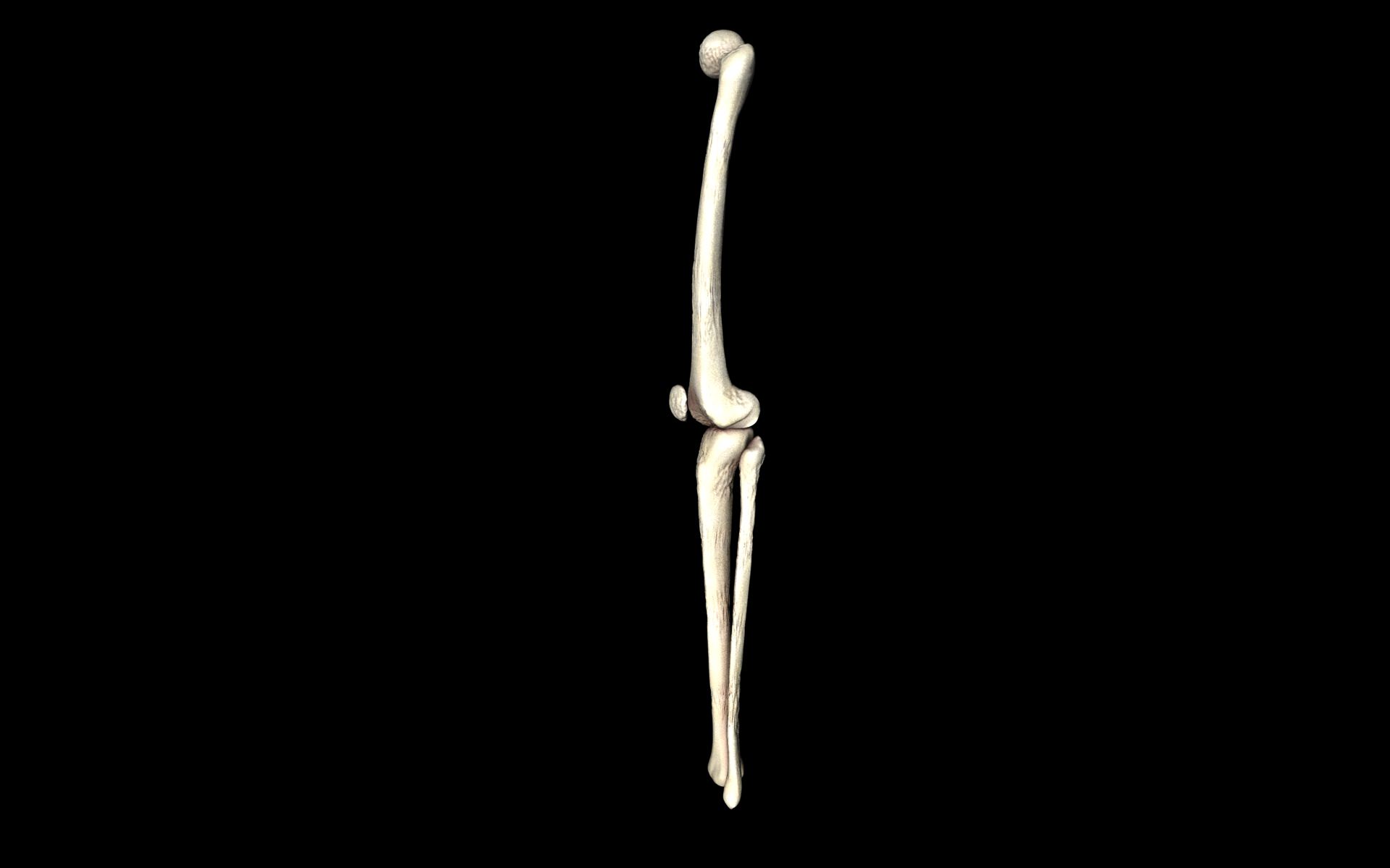 Knee Joint - Femur tibia fibula 3d Models 3D model_65