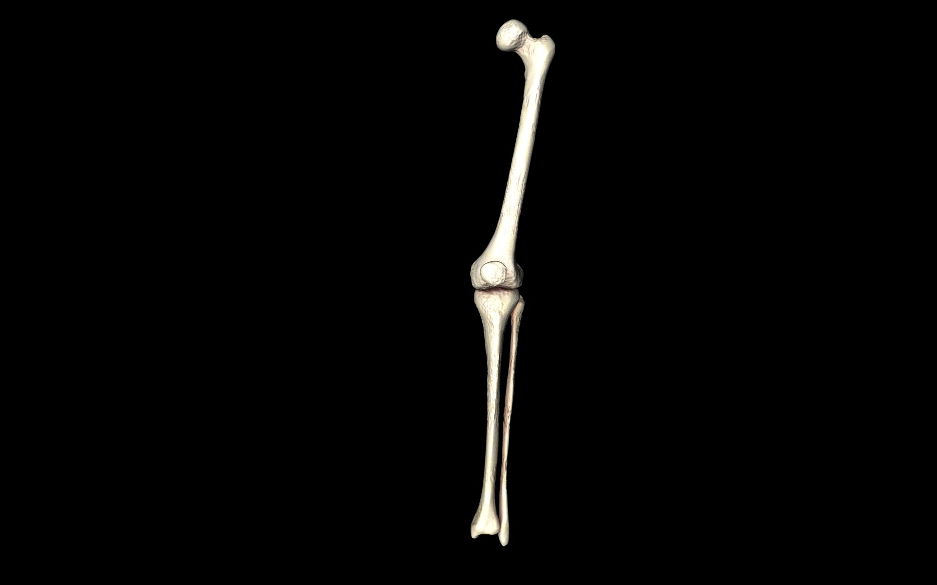 Knee Joint - Femur tibia fibula 3d Models 3D model_5