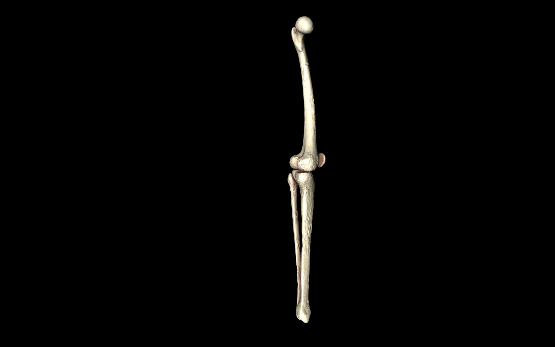 Knee Joint - Femur tibia fibula 3d Models 3D model_36