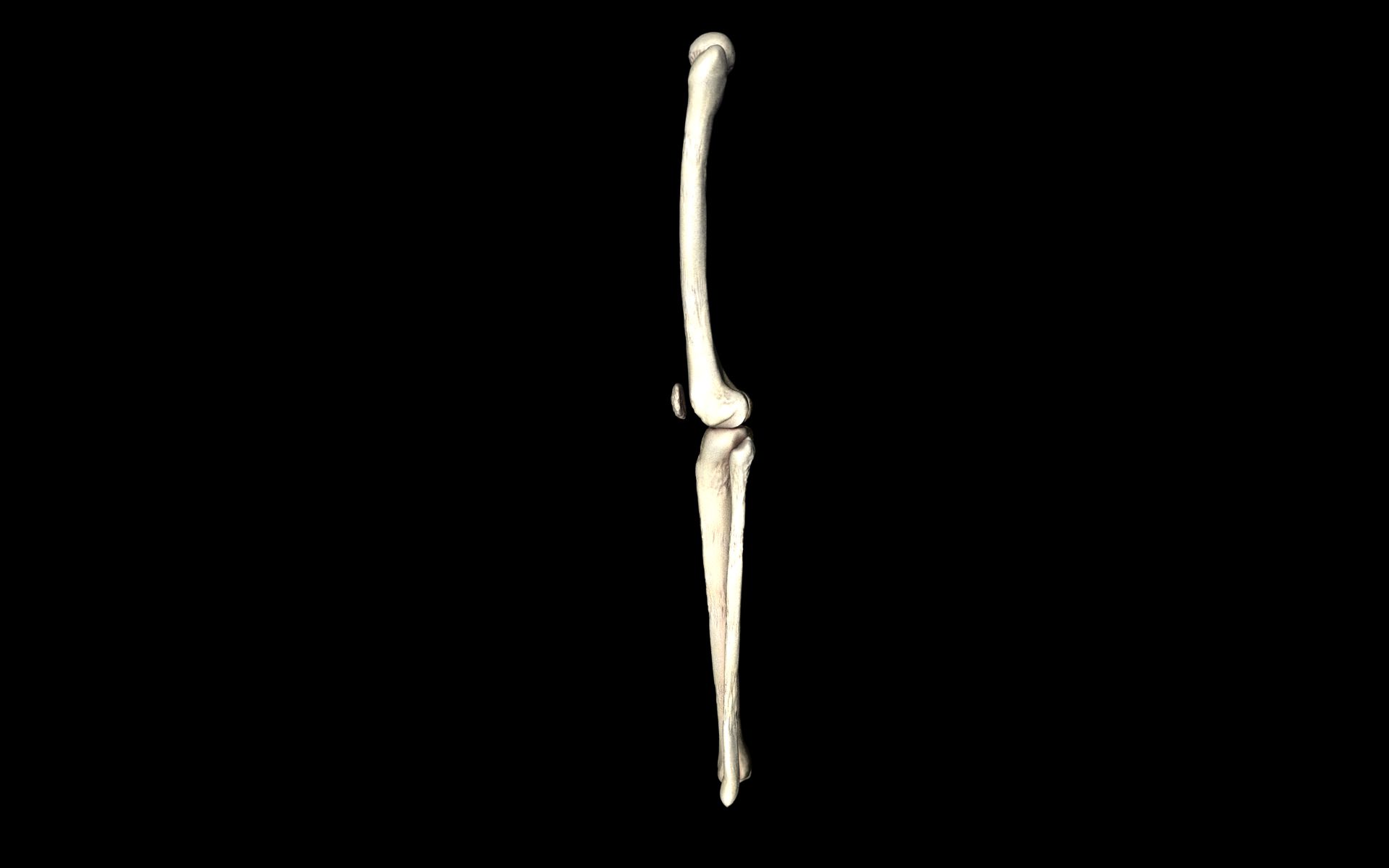 Knee Joint - Femur tibia fibula 3d Models 3D model_60