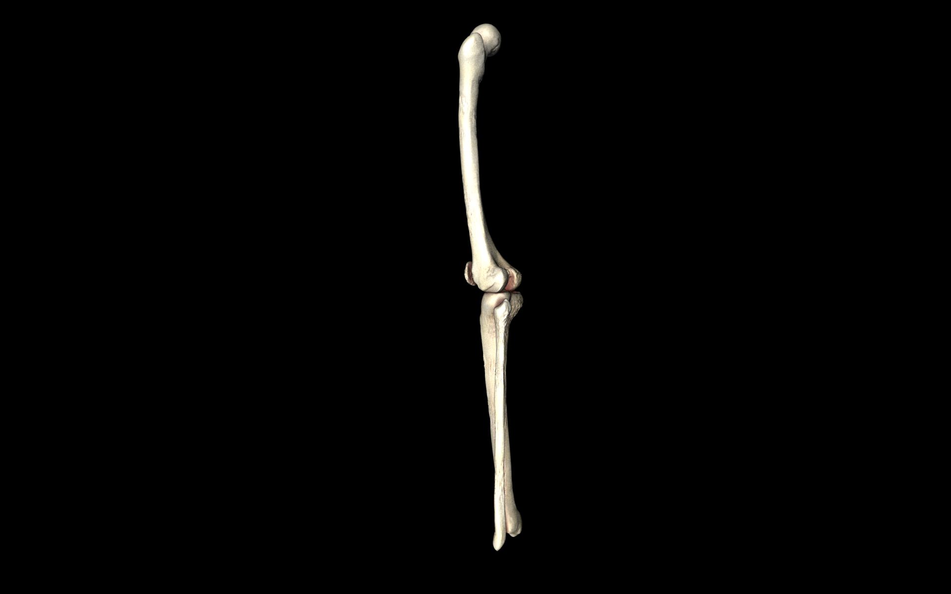 Knee Joint - Femur tibia fibula 3d Models 3D model_57