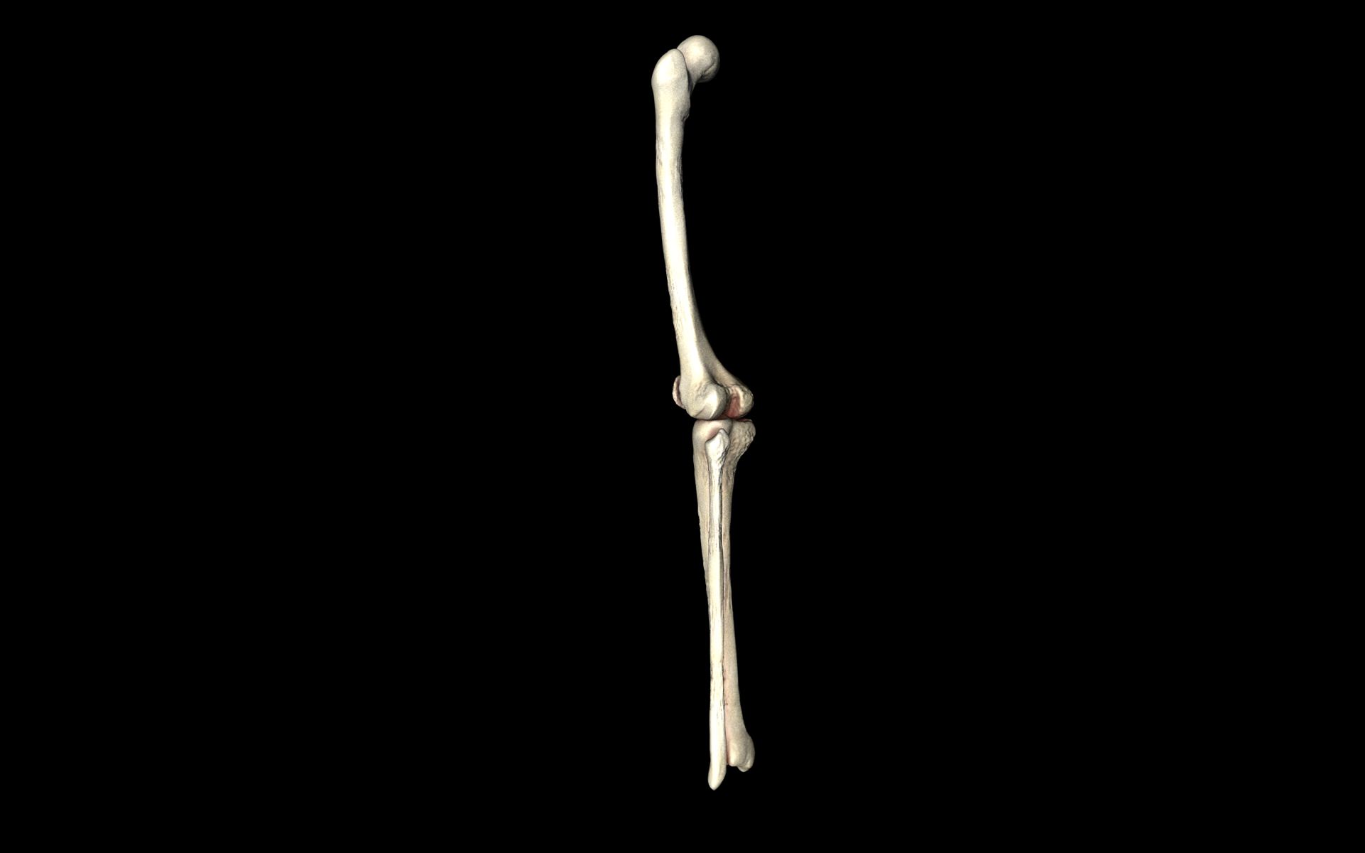 Knee Joint - Femur tibia fibula 3d Models 3D model_55