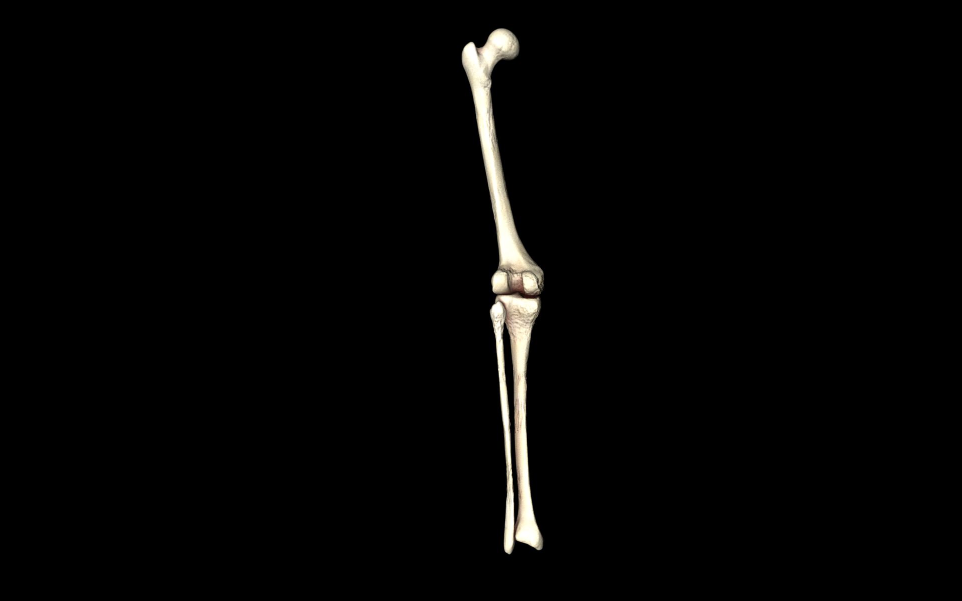 Knee Joint - Femur tibia fibula 3d Models 3D model_44